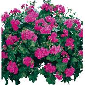 GERANIUM LIERRE FUCHSIA - 3 GODETS 