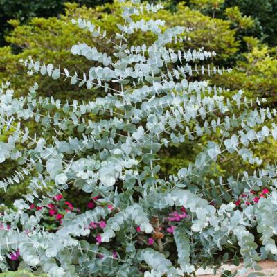 EUCALYPTUS CINEREA SILVER DOLLAR - LE GODET