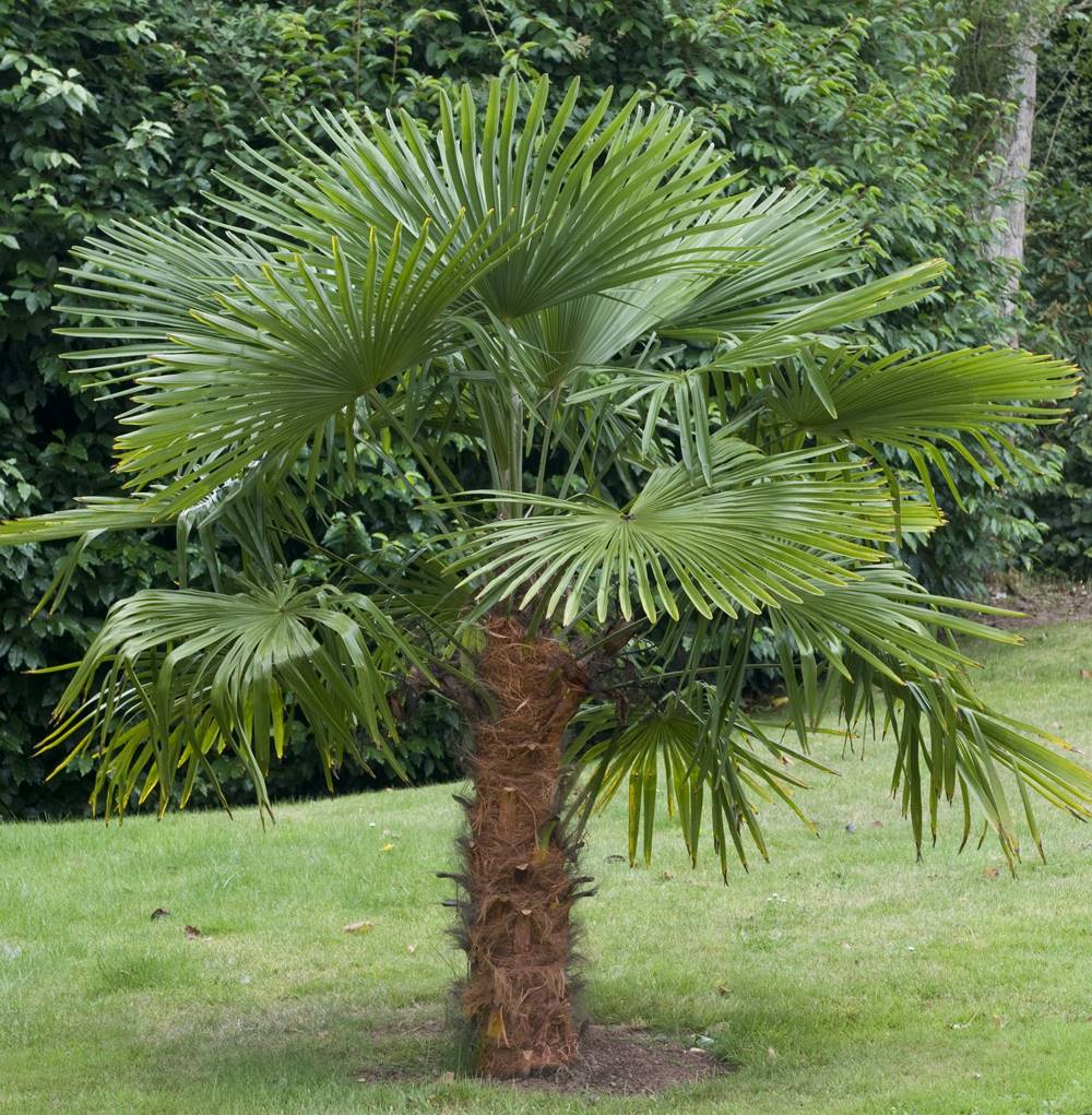 PALMIER RUSTIQUE - ARBRES ET ARBUSTES