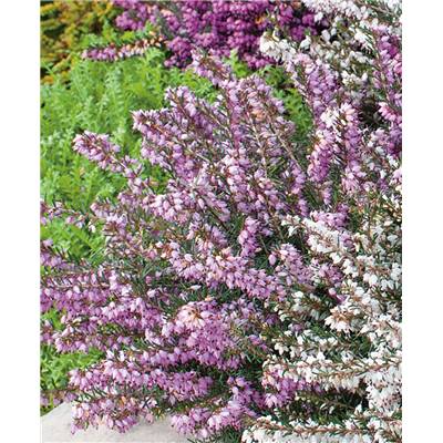 BRUYERE D'HIVER ERICA ROSE - LOT DE 3 GODETS