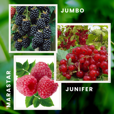 COLLECTION GOURMANDE 6 PETITS FRUITS