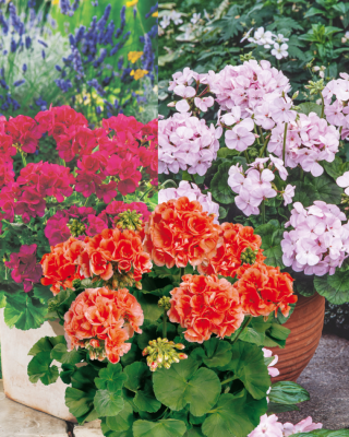 OFFRE GERANIUMS ZONALES - 6 GODETS