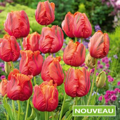 TULIPE AVIGNON - 10 BULBES