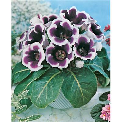 GLOXINIA VIOLET