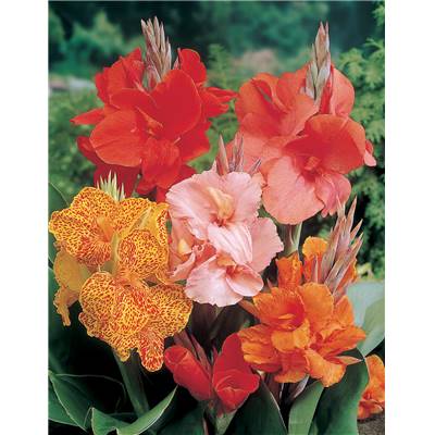 OFFRE SPECIALE CANNAS - 3 BULBES