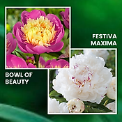 OFFRE SPECIALE PIVOINE - 4 BULBES