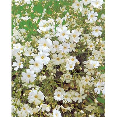 GYPSOPHILE ROI DES HALLES - 1 G