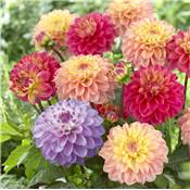 LOT DE 6 DAHLIAS NAINS PRINCESSE