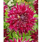 DAHLIA DECO MYTH - 1 BULBE
