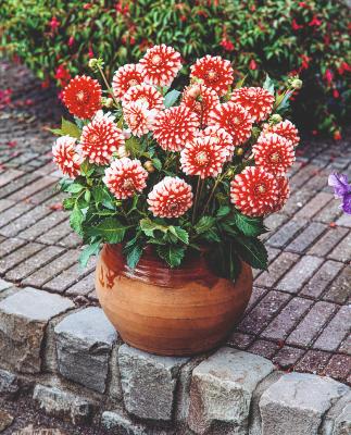 DAHLIA MUSETTE- 2 BULBES