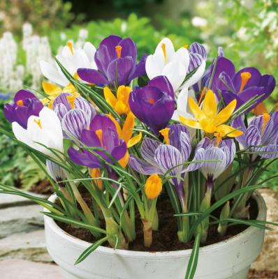 Crocus à grosses fleurs en mélange - 40 BULBES