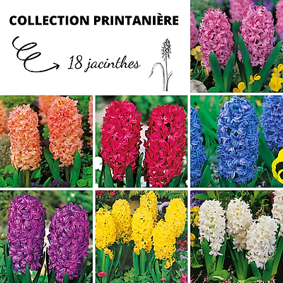 COLLECTION PRINTANIERE 18 JACINTHES
