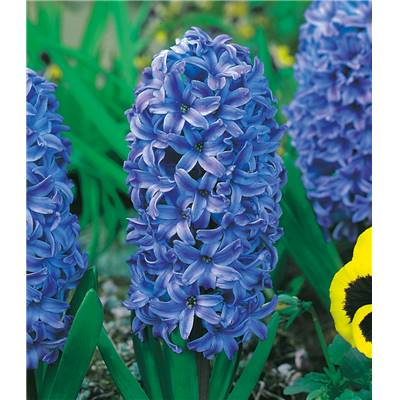 JACINTHE BLUE JACKET - 3 BULBES