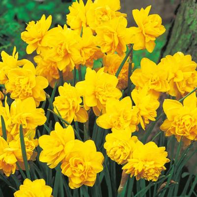 NARCISSE YELLOW CHEERFULNESS - 5 BULBES