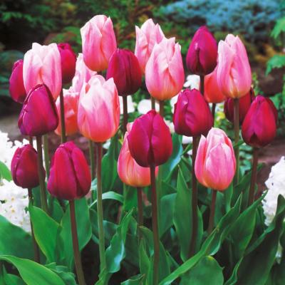 TULIPES DUO TENDRESSE - 10 BULBES