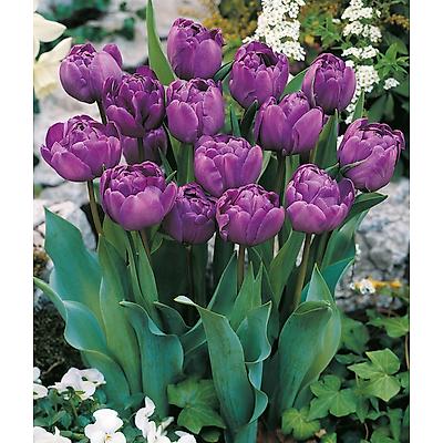 TULIPE BLUE DIAMOND - 5 BULBES