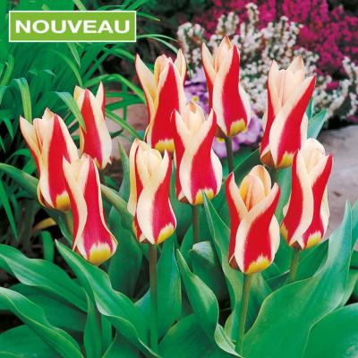 TULIPES ZOMBIE FOSTERIANA - 10 BULBES