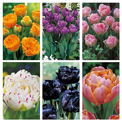 SUPER COLLECTION 30 TULIPES FLEURS DE PIVOINE