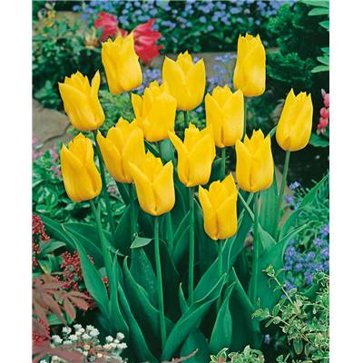 TULIPE STRONG GOLD - 10 BULBES