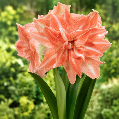 AMARYLLIS LADY JANE  - LE BULBE