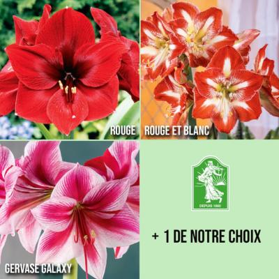 OFFRE 3 AMARYLLIS + UNE  OFFERTE