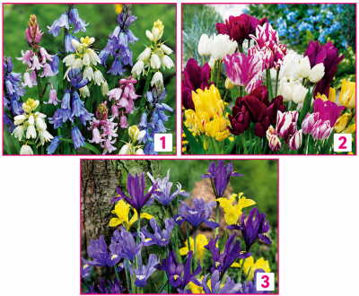 OFFRE FABRE : 4 MOIS DE FLORAISON 