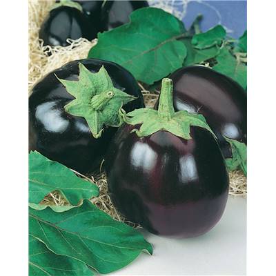 AUBERGINE BLACK BEAUTY - 1 G