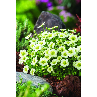 SAXIFRAGA ARENDSII TOURAN WHITE
