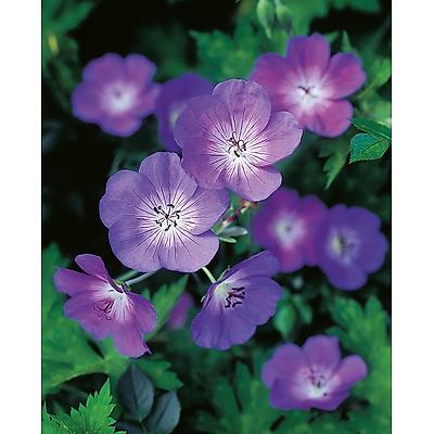 GERANIUM ROZANNE - 3 GODETS