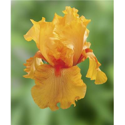 IRIS DES JARDINS GRANADA GOLD - LE GODET