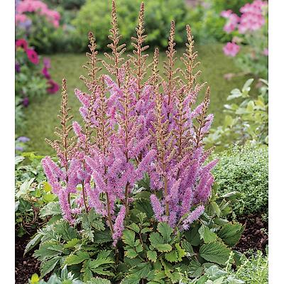 20pcs Ncient 20/ 50/ 100 pcs/ Sac Graines de Chrysanthème Arc-en-ciel Vivaces Belle Floraison Bonsaï en Plein Air Semences de Fleurs Jardin pour lIntérieur et lExtérieur 