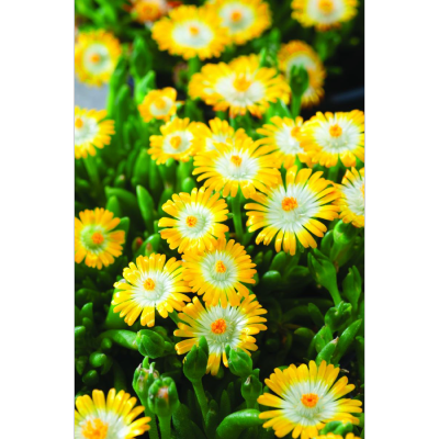DELOSPERMA JEWEL OF DESERT - 3 GODETS