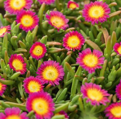DELOSPERMA - WHEEL OF WONDER - Hot pink wonder  - 3 GODETS