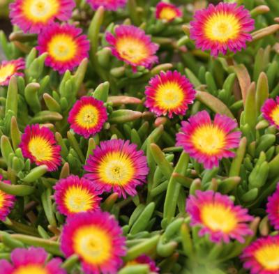 DELOSPERMA JEWEL OF DESERT hot pink wonder - 3 GODETS