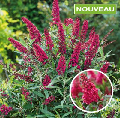 BUDDLEIA BUTTERFLY CANDY® LITTLE RUBY - LE GODET