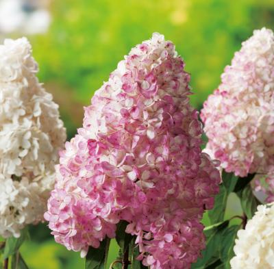 HORTENSIA VANILLE FRAISE® "RENHY"
