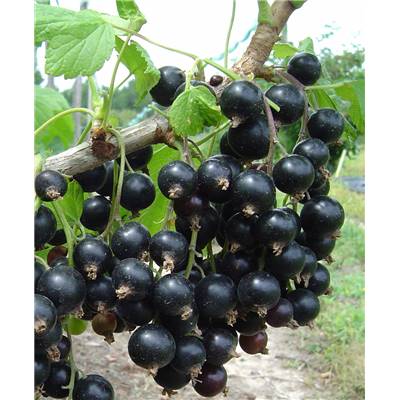 CASSIS GRAPPE "ANDEGA" - 2 PIEDS