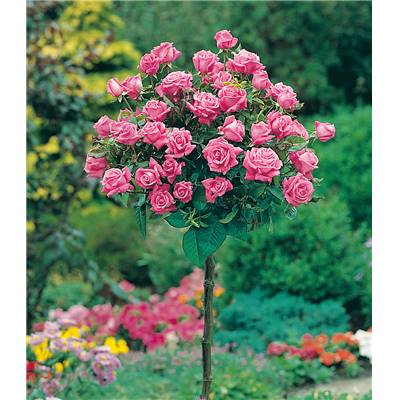 ROSIER TIGE PINK MEILOVE® MEIKIFUNK - LE ROSIER