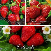 OFFRE FABRE : 60 FRAISIERS