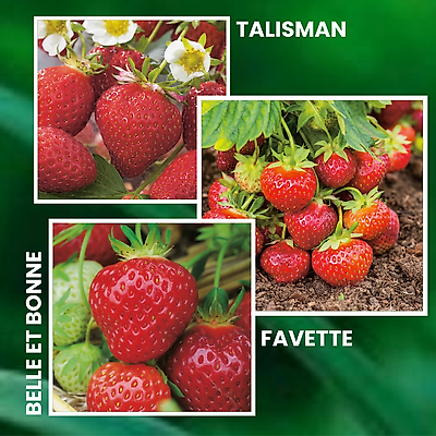 OFFRE SPECIALE FRAISIERS ANCIENS - 30 PLANTS