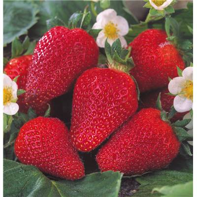 FRAISIER COLOSSALE - 20 PLANTS