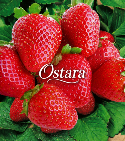 FRAISIER OSTARA - 20 PLANTS