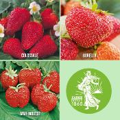 OFFRE SPECIALE FRAISIERS - 60 PLANTS