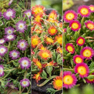 OFFRE DELOSPERMA WHEEL OF WONDER PLANTE VIVACE - 6 GODETS