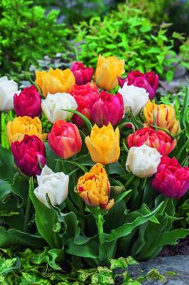 Mélange tulipes doubles hâtives - 40 Bulbes