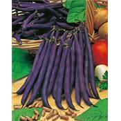 HARICOT NAIN PURPLE QUEEN - 150 G