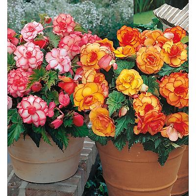 BEGONIA SUPERBA FLEURS GEANTES - 6 BULBES