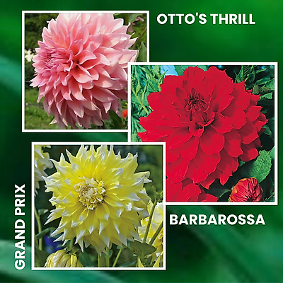 OFFRE DAHLIAS GEANTS - 3 BULBES