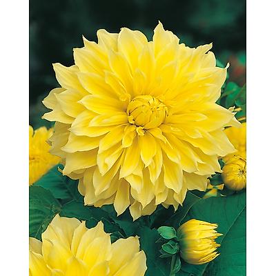 DAHLIA GEANT SOLEIL