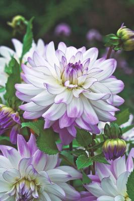 DAHLIA VICTORIA ANN - LE BULBE